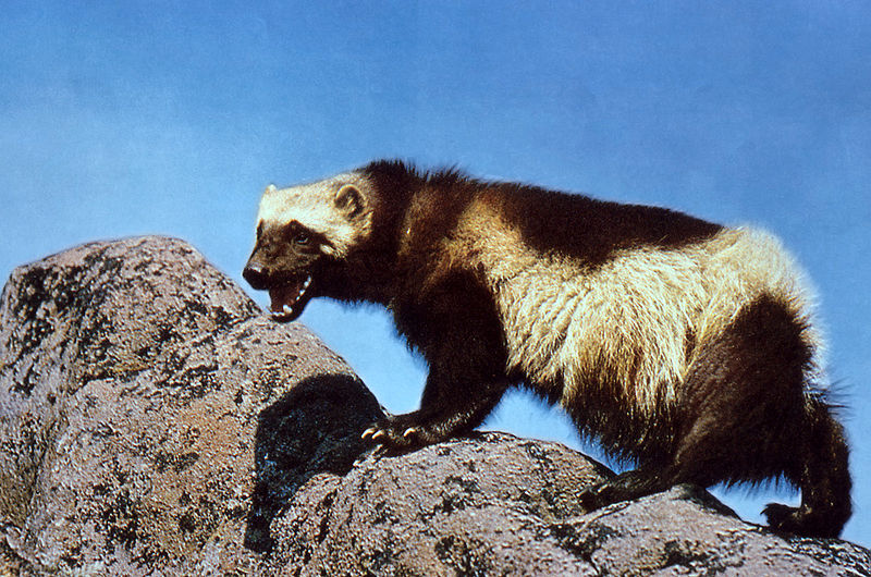 HONEY BADGER DON'T CARE 